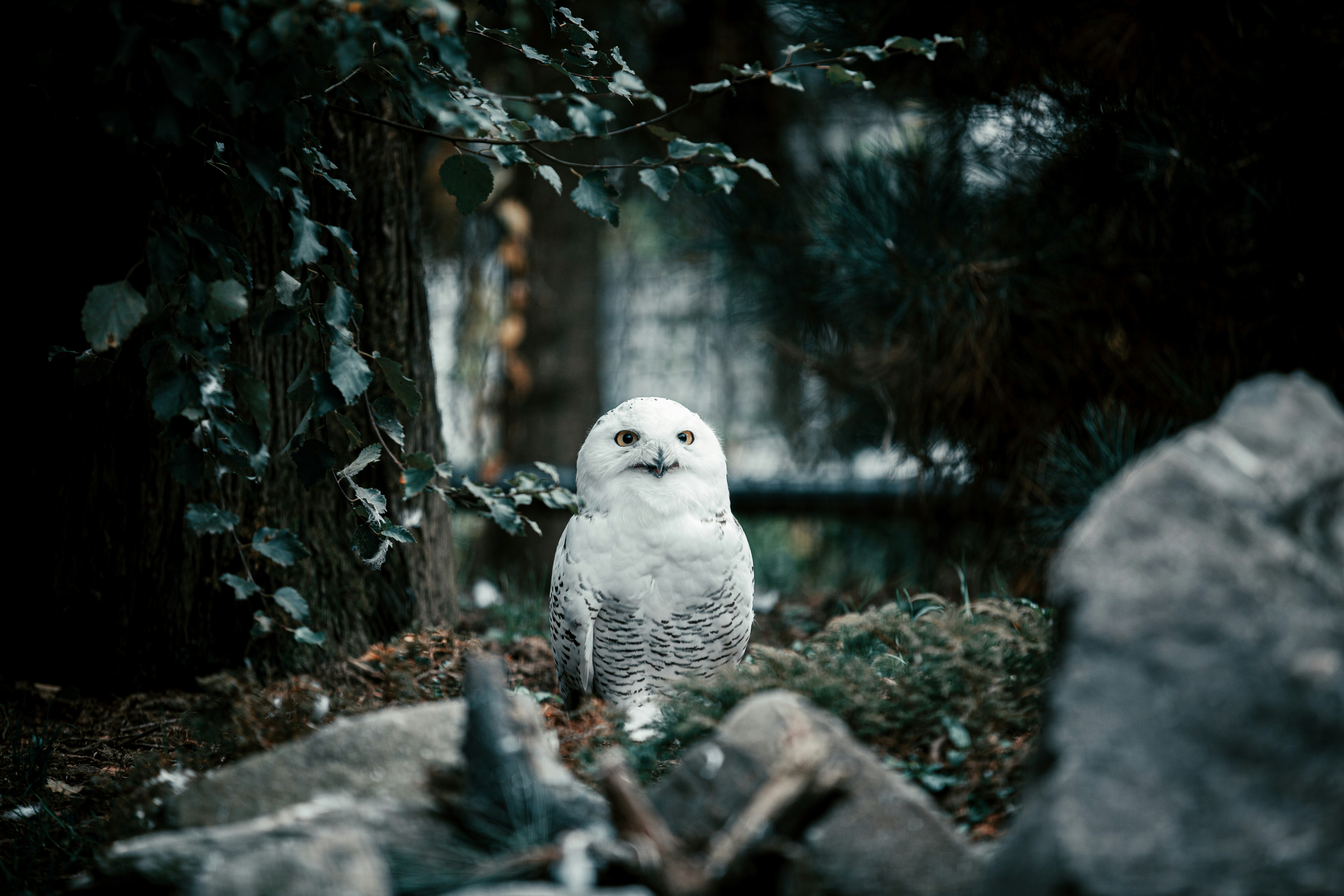 white bird on brown tree branch